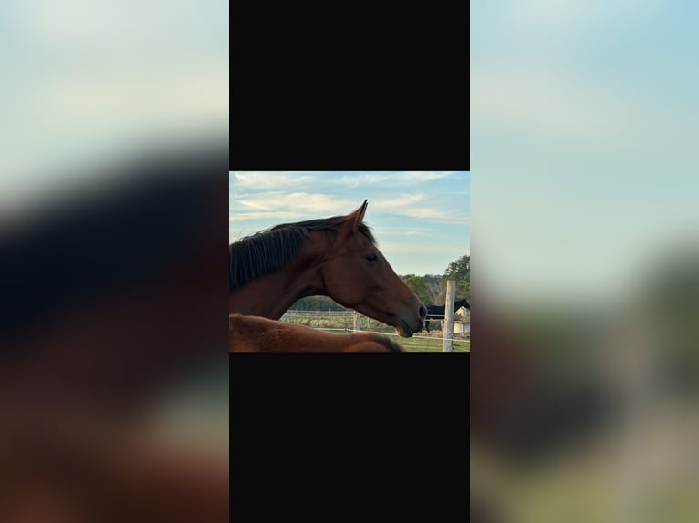 Hanoverian Mare 6 years 16,1 hh Brown in Langwedel Hanoverian Mare 6 years 16,1 hh Brown in Langwedel