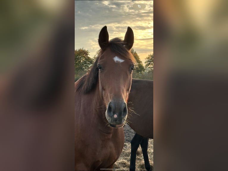 Hanoverian Mare 6 years 16,1 hh Brown in Langwedel Hanoverian Mare 6 years 16,1 hh Brown in Langwedel