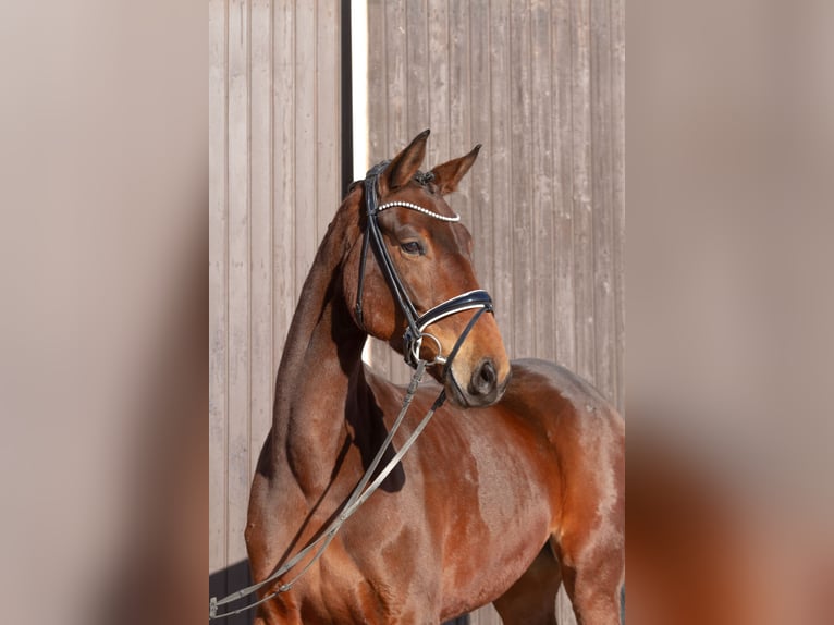 Hanoverian Mare 6 years 16,1 hh Brown in M&#xF6;mbris