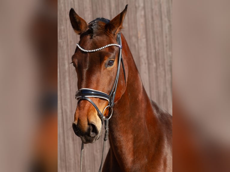 Hanoverian Mare 6 years 16,1 hh Brown in M&#xF6;mbris