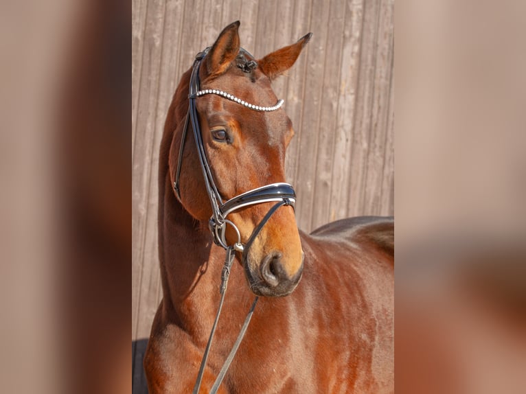 Hanoverian Mare 6 years 16,1 hh Brown in M&#xF6;mbris