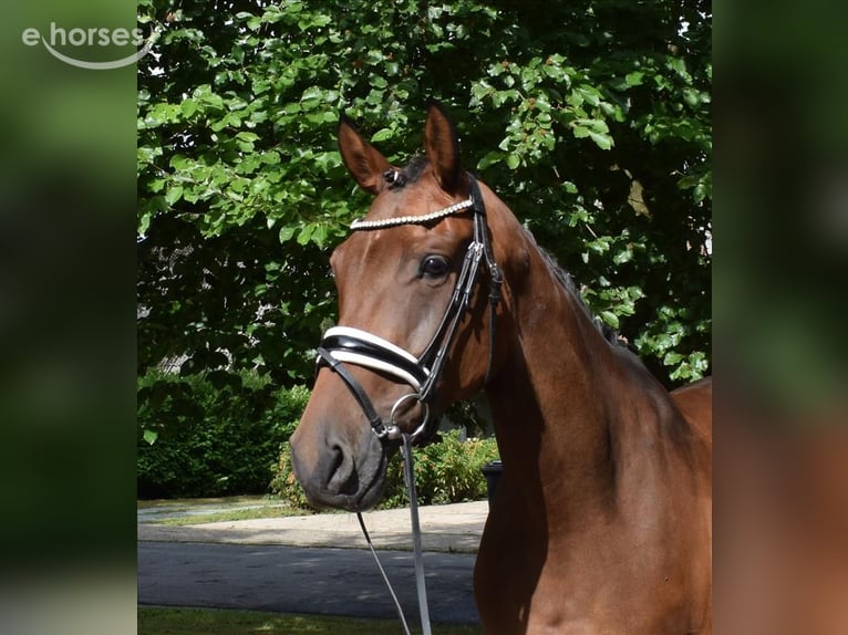 Hanoverian Mare 6 years 16.1 hh Brown in Fredenbeck
