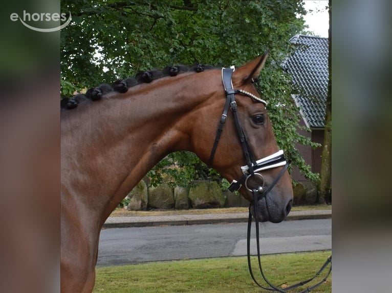 Hanoverian Mare 6 years 16.1 hh Brown in Fredenbeck
