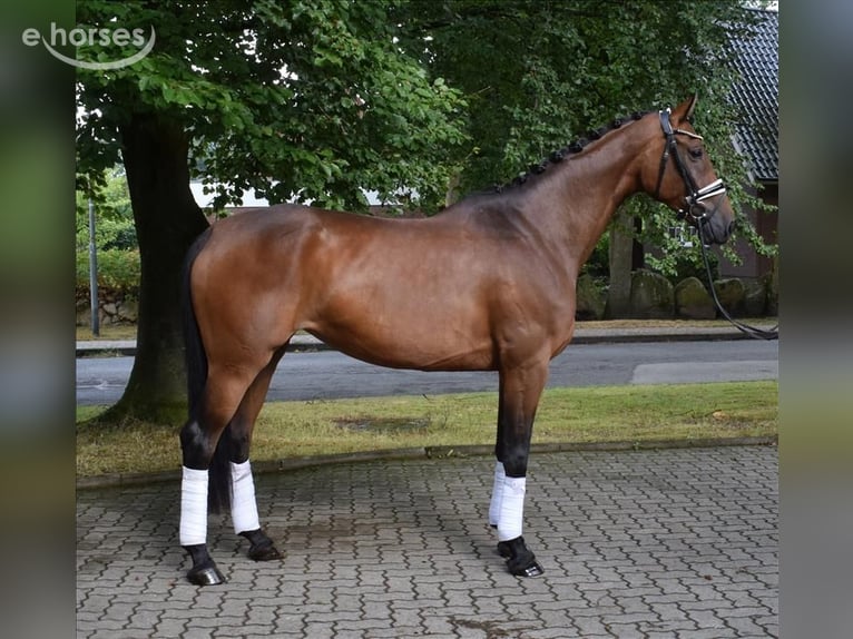 Hanoverian Mare 6 years 16.1 hh Brown in Fredenbeck