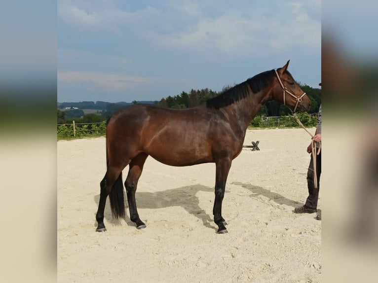 Hanoverian Mare 6 years 16.1 hh Brown in WipperfürthWipperfürth