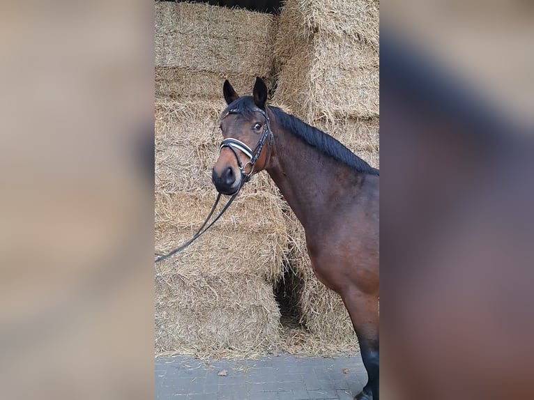 Hanoverian Mare 6 years 16,1 hh Brown in Geestland