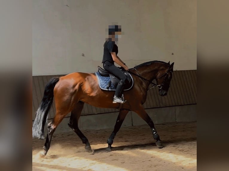 Hanoverian Mare 6 years 16,1 hh Brown in Dohna