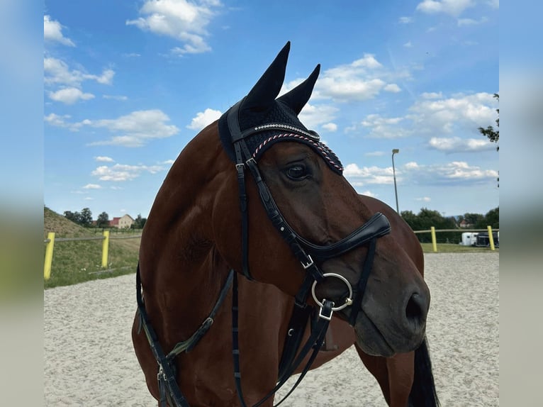 Hanoverian Mare 6 years 16,1 hh Brown in Dohna