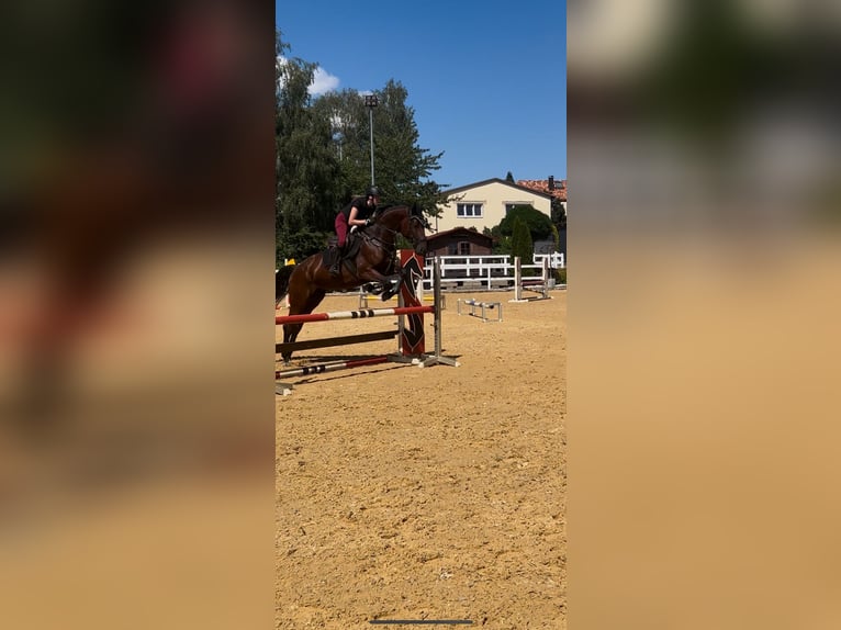 Hanoverian Mare 6 years 16,1 hh Brown in Dohna