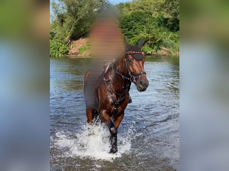 Hanoverian Mare 6 years 16,1 hh Brown in Dohna