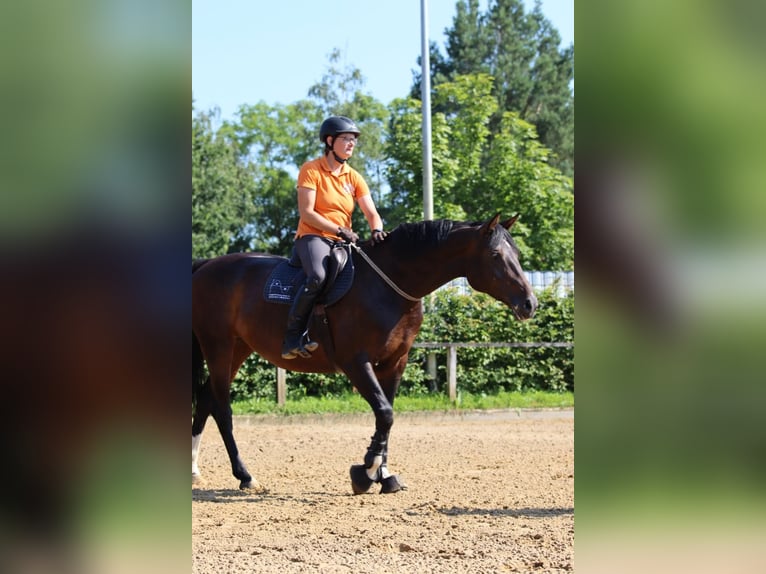 Hanoverian Mare 6 years 16,1 hh Brown in Dannenberg (Elbe)