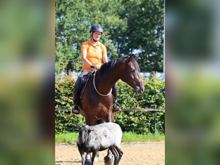 Hanoverian Mare 6 years 16,1 hh Brown in Dannenberg (Elbe)