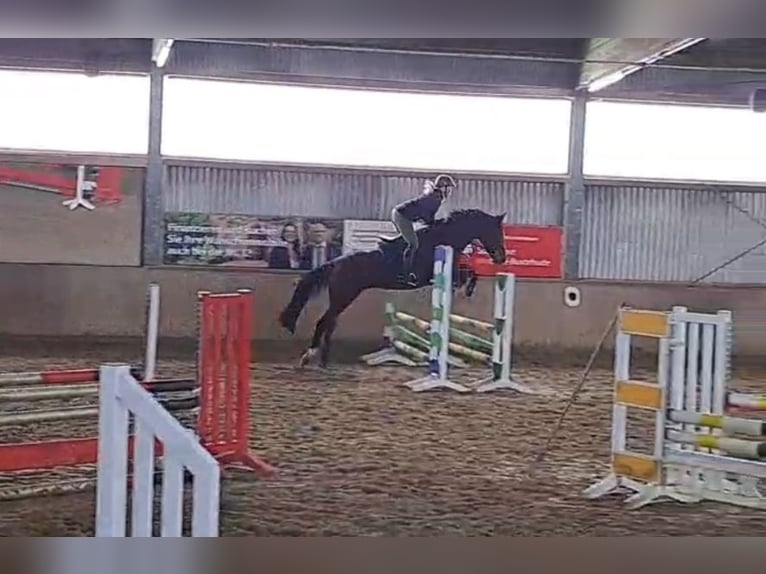 Hanoverian Mare 6 years 16.1 hh Brown in Scheeßel
