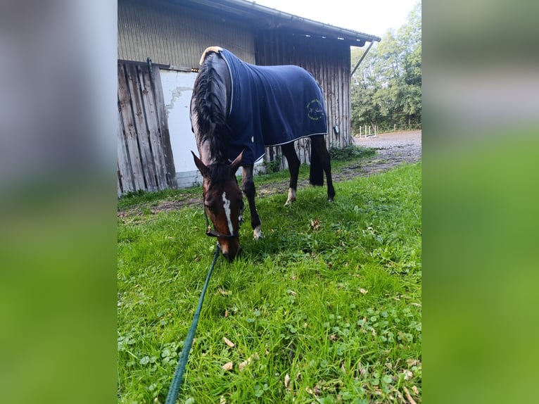 Hanoverian Mare 6 years 16.1 hh Brown in Scheeßel