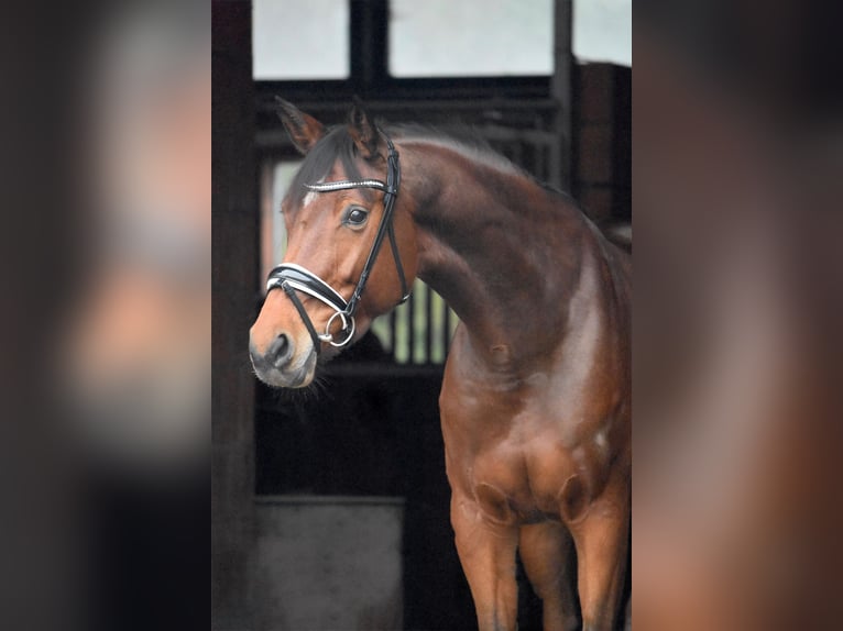 Hanoverian Mare 6 years 16,1 hh Brown in Bremervörde