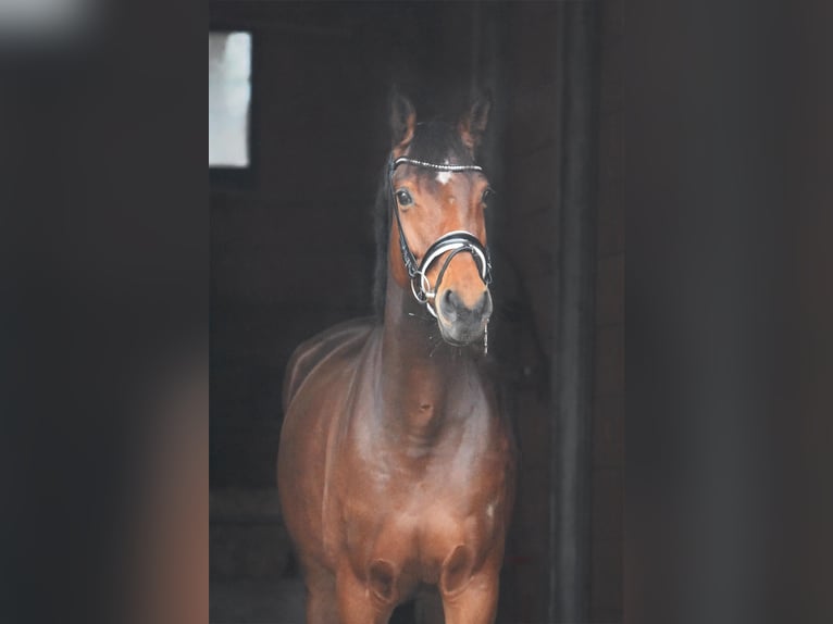 Hanoverian Mare 6 years 16,1 hh Brown in Bremervörde