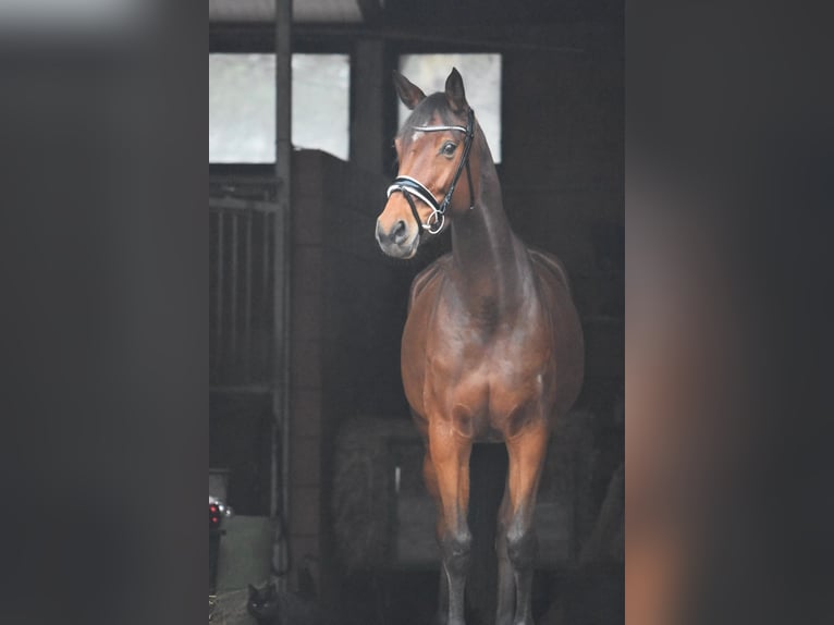 Hanoverian Mare 6 years 16,1 hh Brown in Bremervörde