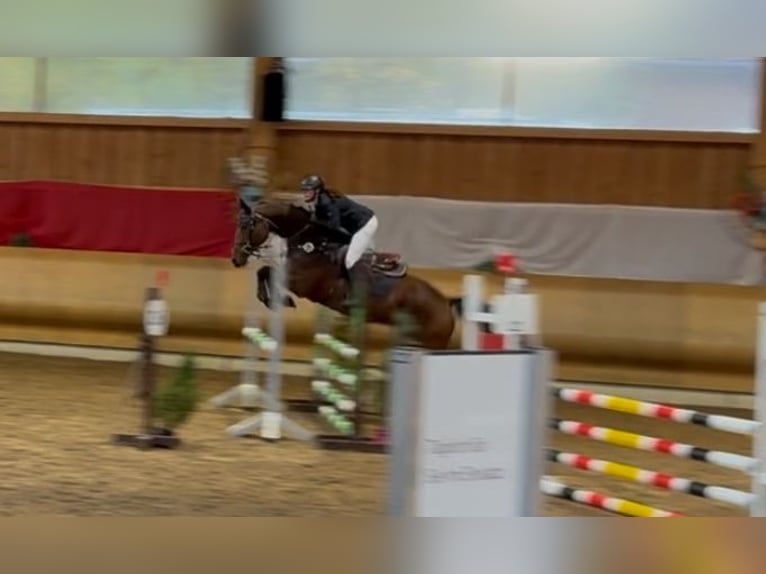 Hanoverian Mare 6 years 16.1 hh Brown in Ehingen an der Donau