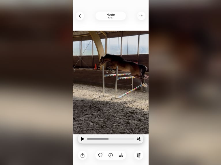 Hanoverian Mare 6 years 16.1 hh Brown in Freisen