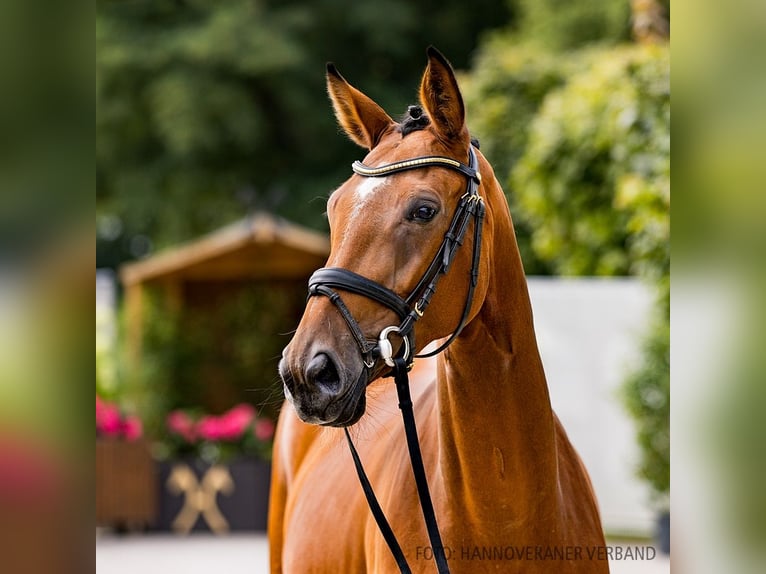 Hanoverian Mare 6 years 16,1 hh Brown in Verden