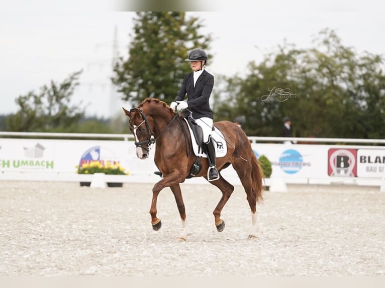 Hanoverian Mare 6 years 16,1 hh Chestnut in Aachen