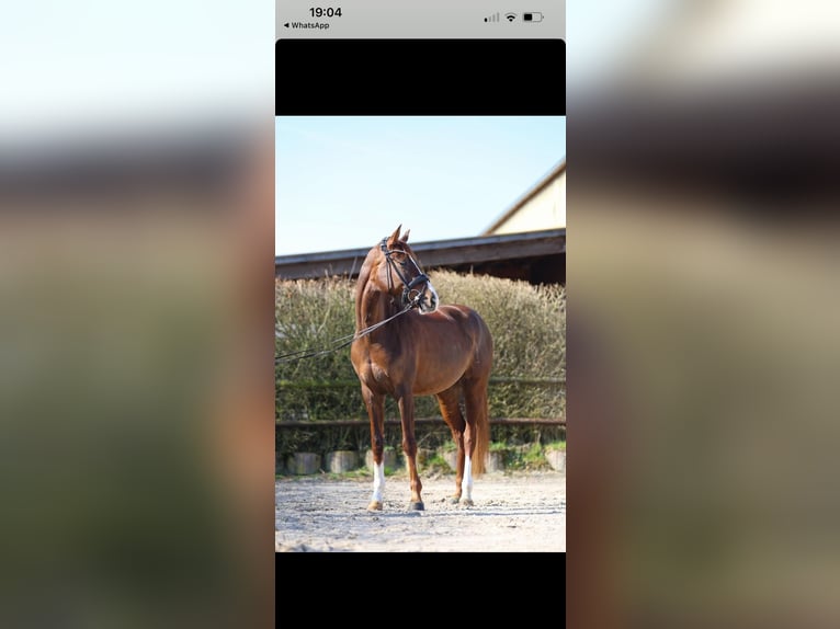 Hanoverian Mare 6 years 16,1 hh Chestnut in Aachen