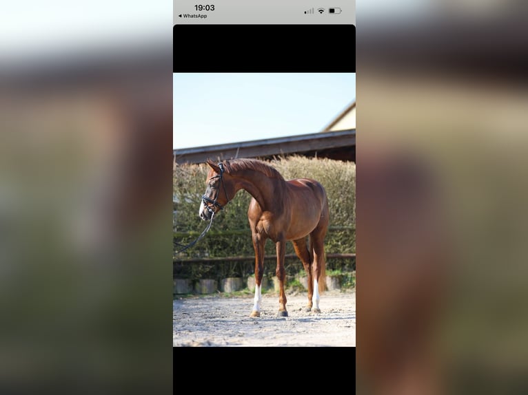 Hanoverian Mare 6 years 16,1 hh Chestnut in Aachen