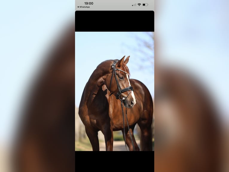 Hanoverian Mare 6 years 16,1 hh Chestnut in Aachen