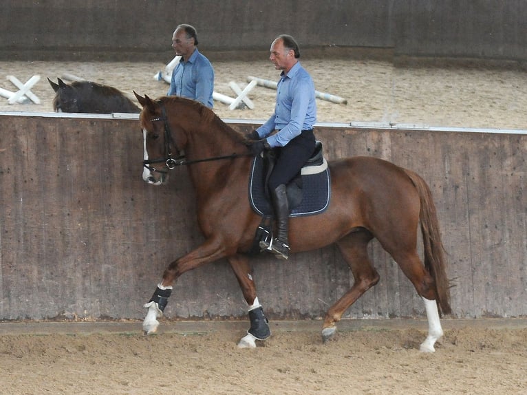 Hanoverian Mare 6 years 16,1 hh Chestnut in Isernhagen