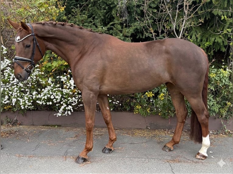 Hanoverian Mare 6 years 16.1 hh Chestnut in Niederkassel