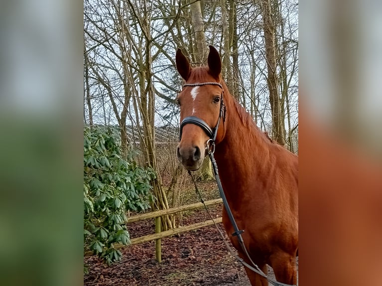 Hanoverian Mare 6 years 16,1 hh Chestnut-Red in Belum