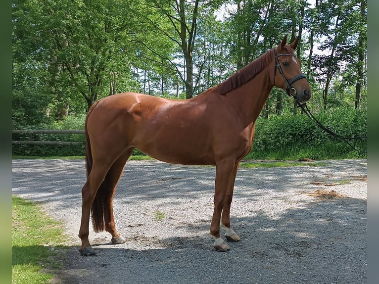 Hanoverian Mare 6 years 16,1 hh Chestnut-Red in Belum