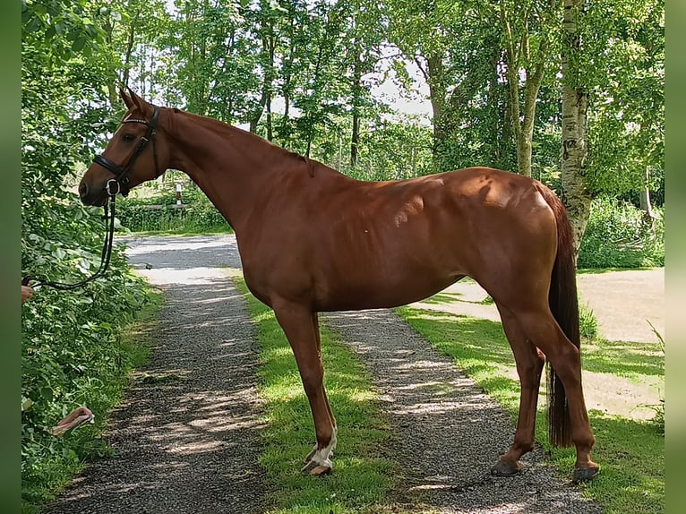 Hanoverian Mare 6 years 16,1 hh Chestnut-Red in Belum