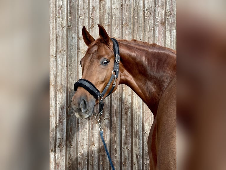 Hanoverian Mare 6 years 16,1 hh Chestnut-Red in Lohne (Oldenburg)