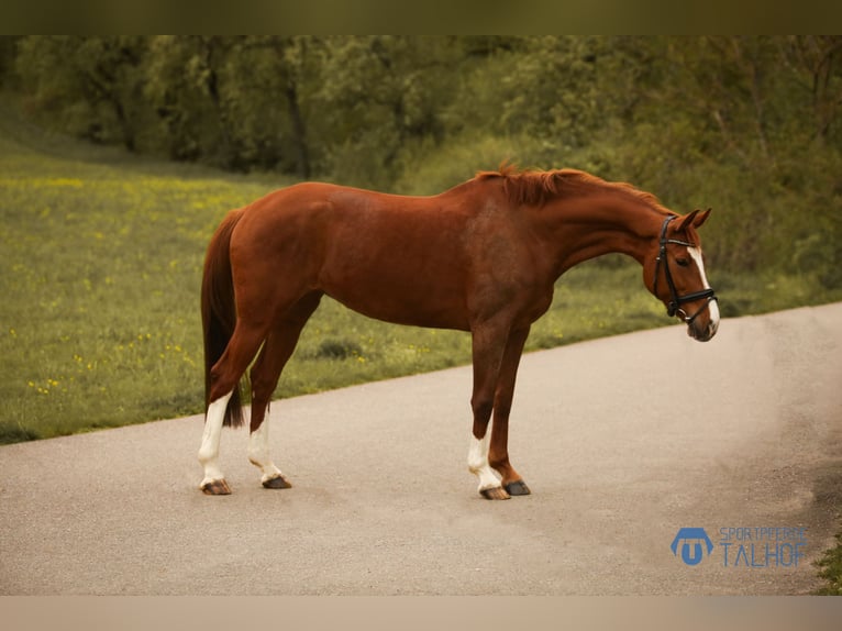 Hanoverian Mare 6 years 16,1 hh Chestnut-Red in Korntal-Münchingen