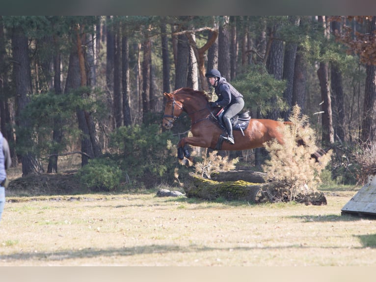 Hanoverian Mare 6 years 16,1 hh Chestnut-Red in Gorleben Meetschow