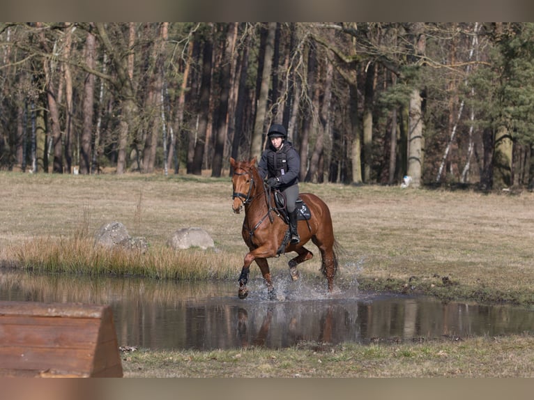 Hanoverian Mare 6 years 16,1 hh Chestnut-Red in Gorleben Meetschow