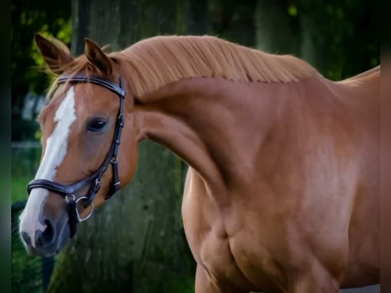 Hanoverian Mare 6 years 16.1 hh Chestnut-Red in Preding
