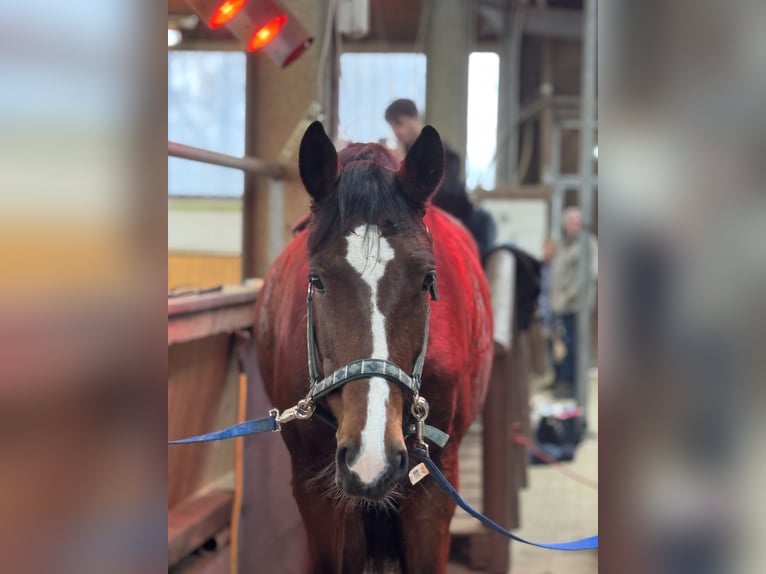 Hanoverian Mare 6 years 16.1 hh  in Meinerzhagen