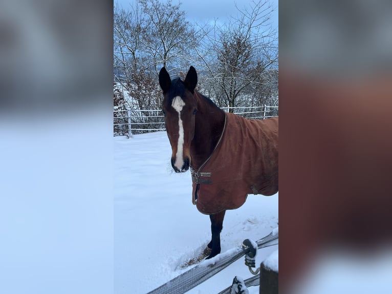 Hanoverian Mare 6 years 16.1 hh  in Meinerzhagen