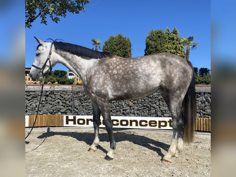 Hanoverian Mare 6 years 16,1 hh Gray-Dapple in Wipperfürth