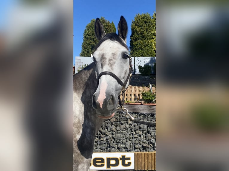 Hanoverian Mare 6 years 16,1 hh Gray-Dapple in Wipperfürth