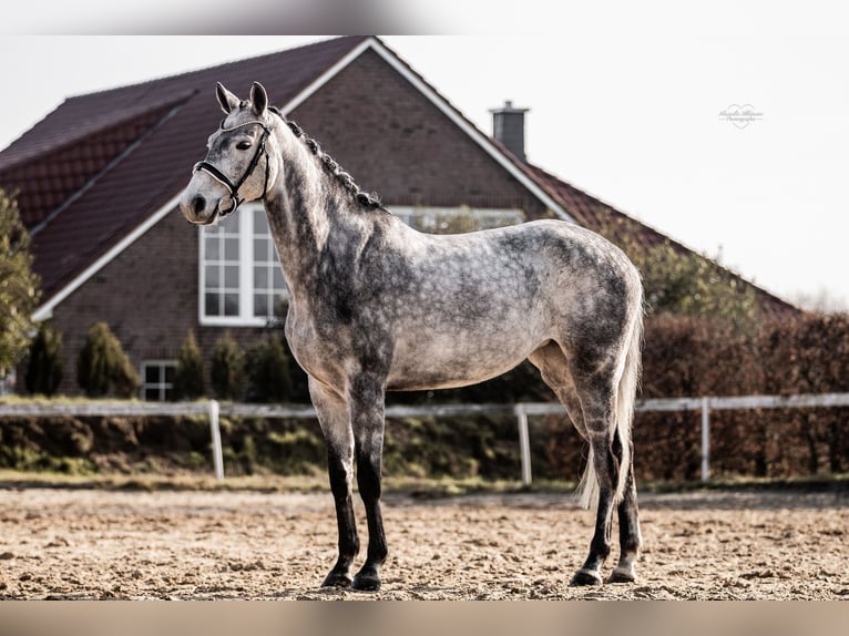 Hanoverian Mare 6 years 16,1 hh Gray in Cremlingen