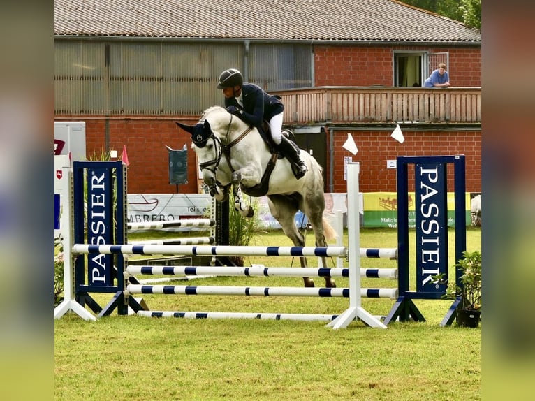 Hanoverian Mare 6 years 16,1 hh Gray in Wedemark