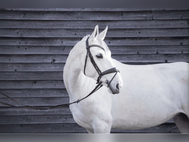 Hanoverian Mare 6 years 16.1 hh Grey in Bad Neustadt an der Saale