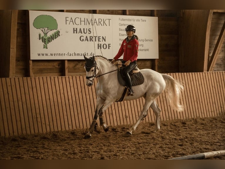 Hanoverian Mare 6 years 16.1 hh Grey in Bad Neustadt an der Saale