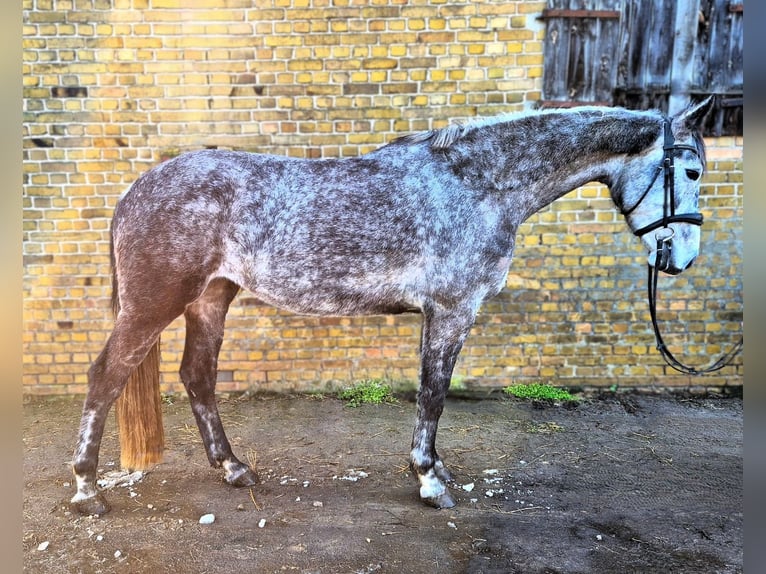 Hanoverian Mare 6 years 16.1 hh Grey in Potsdam