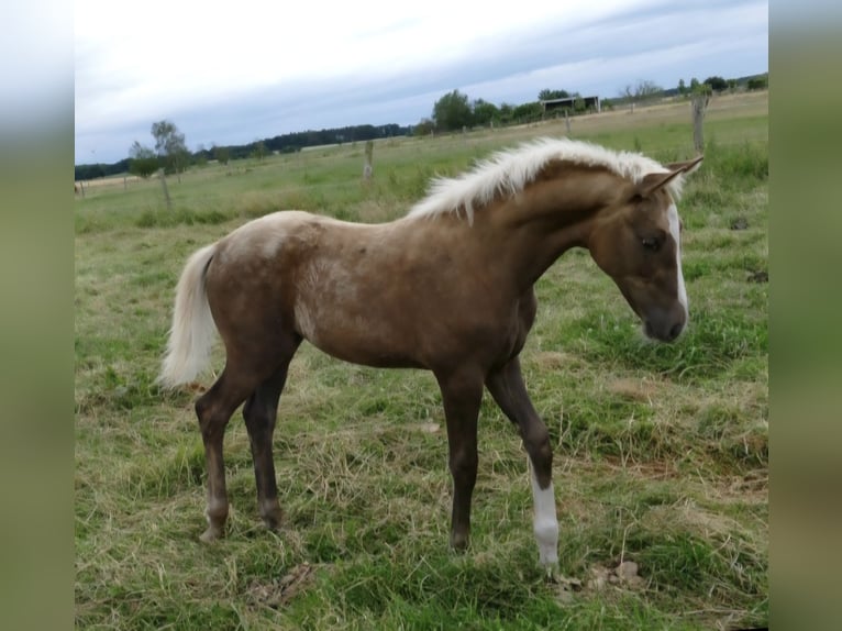 Hanoverian Mare 6 years 16.1 hh Palomino in Aachen
