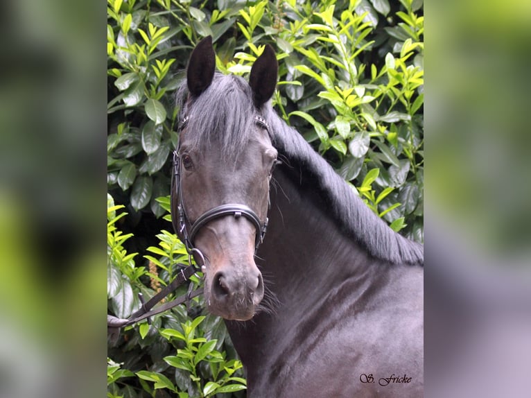 Hanoverian Mare 6 years 16.1 hh Smoky-Black in Agathenburg