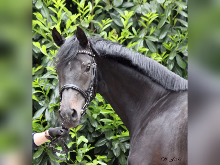 Hanoverian Mare 6 years 16.1 hh Smoky-Black in Agathenburg